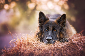 Картинка животные собаки овчарка морда сено взгляд собака