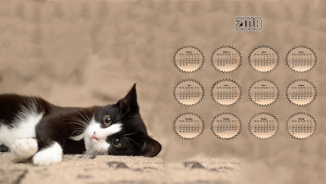Картинка календари животные кошка взгляд отдых 2018