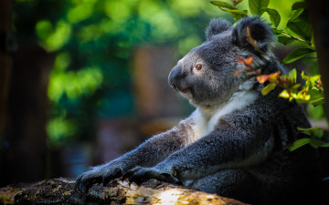 Картинка животные коалы медвежонок коала сумчатый медведь
