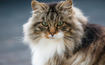 Картинка животные коты кот пушистая мордочка кошка норвежская лесная взгляд портрет