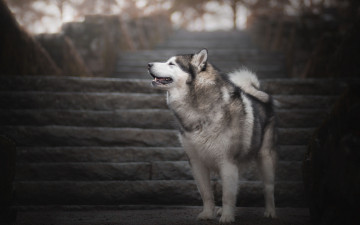 Картинка животные собаки лестница собака