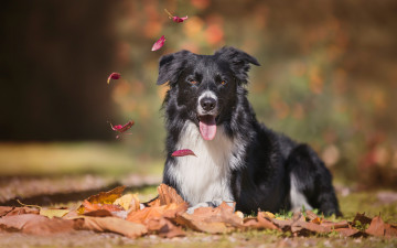 Картинка животные собаки собака взгляд боке бордер-колли язык осень листья
