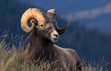 Картинка животные козы природа трава рога пустынный толсторог