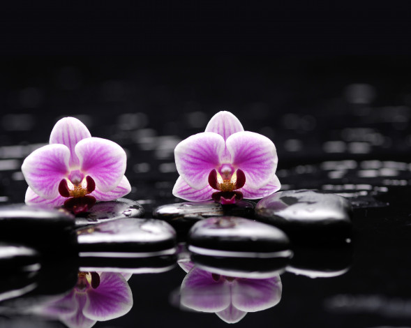Обои картинки фото цветы, орхидеи, орхидея, вода, камни