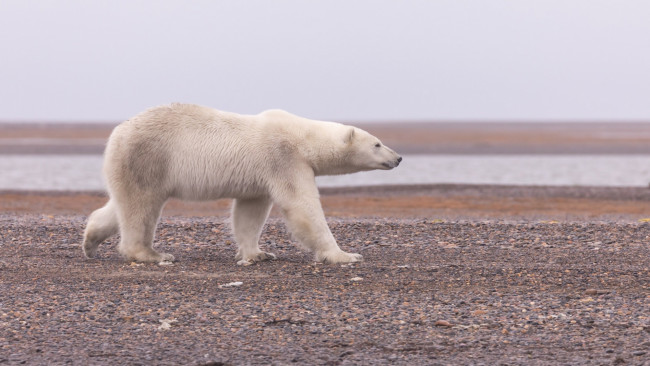 Обои картинки фото животные, медведи, белый, медведь, полярный, аляска