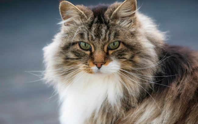 Обои картинки фото животные, коты, кот, пушистая, мордочка, кошка, норвежская, лесная, взгляд, портрет