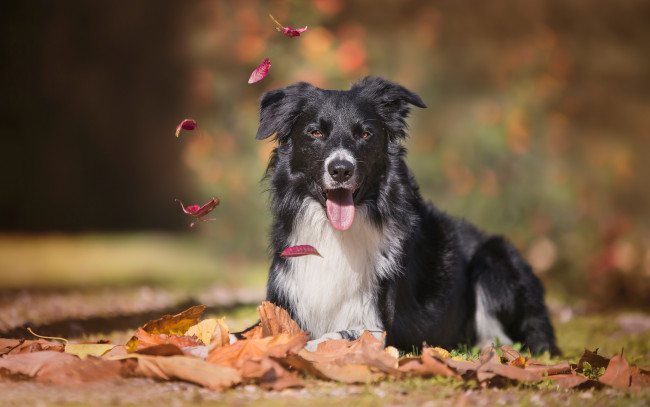 Обои картинки фото животные, собаки, собака, взгляд, боке, бордер-колли, язык, осень, листья