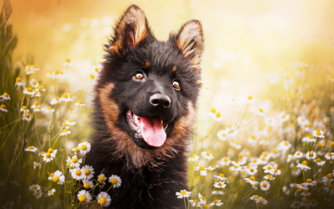 Обои картинки фото животные, собаки, язык, морда, щенок, ромашки, боке, собака, цветы