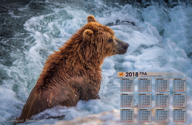 Обои картинки фото календари, животные, водоем, медведь, 2018