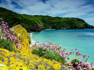 Картинка природа побережье цветы