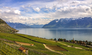 Картинка природа пейзажи виноградник поля озеро горы