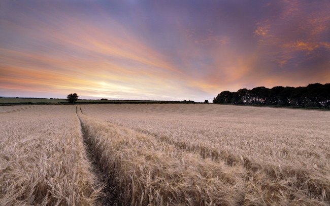 Обои картинки фото природа, поля, закат, поле, пшеница