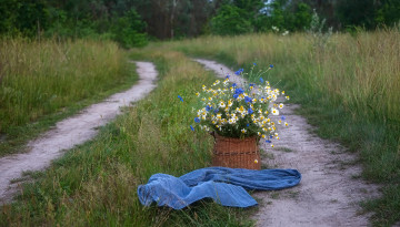 Картинка цветы луговые+ полевые +цветы дорога трава корзинка васильки ромашки