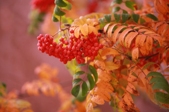 Картинка природа ягоды +рябина ветка рябина гроздь осень