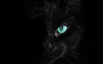 обоя черный кот, животные, коты, кот, животное, фауна, взгляд, цвет, глазам