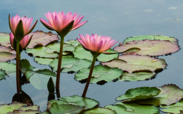 Картинка цветы лотосы розовые вода листья