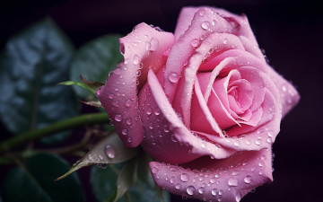 Картинка цветы розы розовая роза капли макро