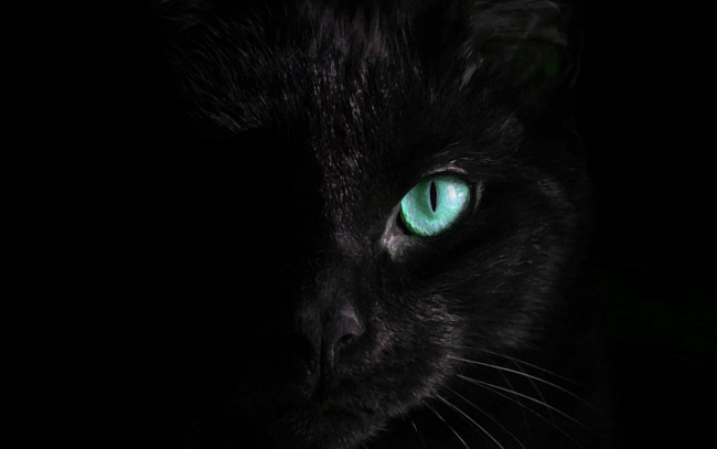 Обои картинки фото черный кот, животные, коты, кот, животное, фауна, взгляд, цвет, глазам