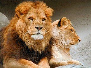 обоя львы, животные
