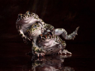 Картинка животные лягушки