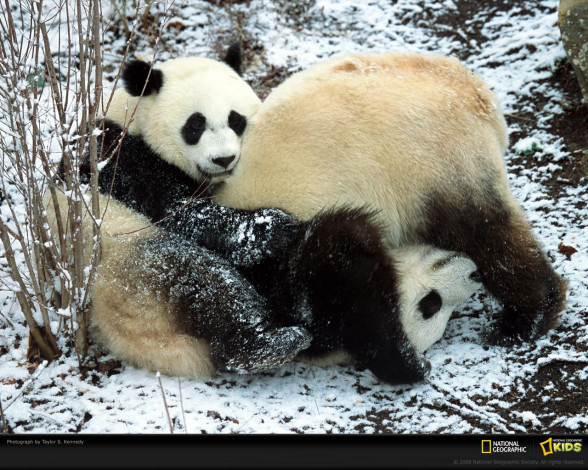 Обои картинки фото животные, панды