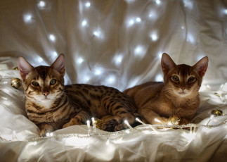 Картинка животные коты гирлянда абиссинская кошка