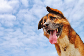 Картинка животные собаки язык