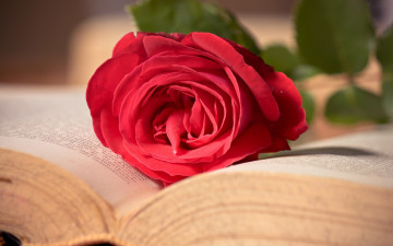Картинка цветы розы книга роза