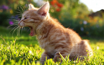 Картинка животные коты трава рыжий котенок мяучит солнечно газон