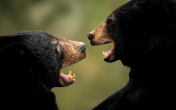 Картинка животные медведи медьведи фон природа