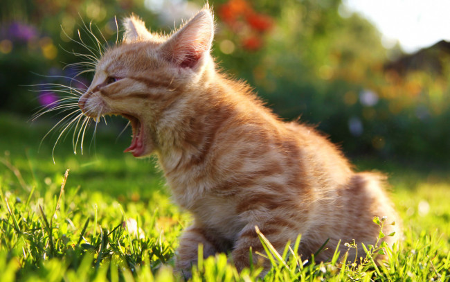 Обои картинки фото животные, коты, трава, рыжий, котенок, мяучит, солнечно, газон