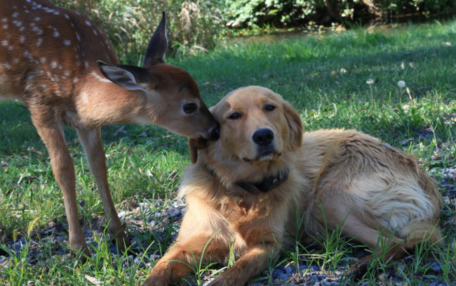Обои картинки фото животные, разные, вместе, природа, собака, олень