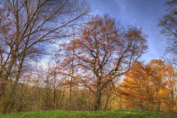 Картинка природа лес поляна осень
