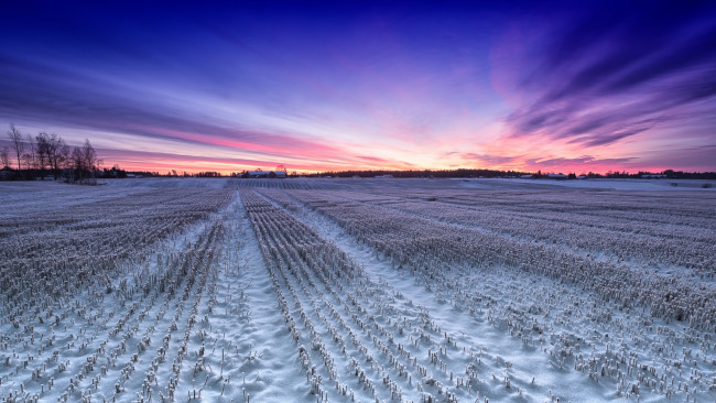 Обои картинки фото природа, поля, поле, всходы, снег, заря