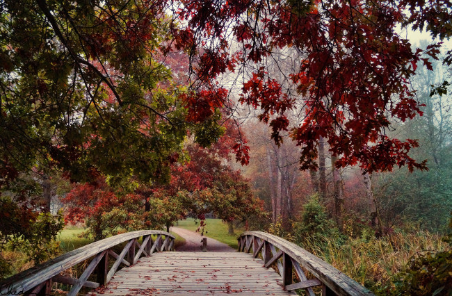 Обои картинки фото природа, дороги, дорожка, мостик, листва, деревья