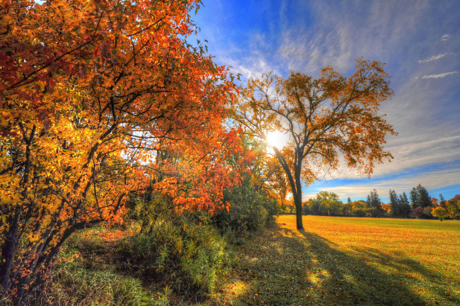 Обои картинки фото природа, восходы, закаты, осень, поляна, лес