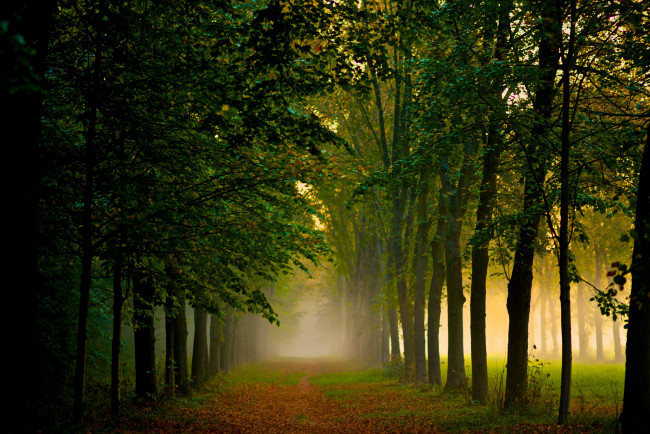 Обои картинки фото природа, деревья, тропинка, аллея, туман
