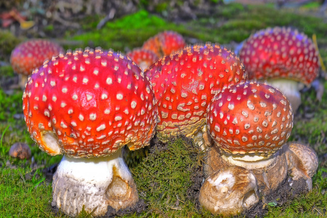Обои картинки фото природа, грибы,  мухомор, красные, шапки