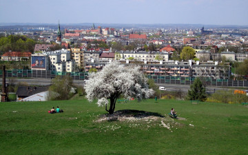Картинка города краков+ польша панорама весна дерево цветущее лужайка