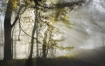Картинка природа лес утро дорога свет