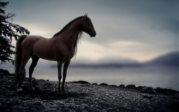 Картинка рисованное животные +лошади камни обрыв конь лошадь