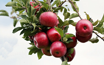Картинка природа плоды дерево Яблоки осень