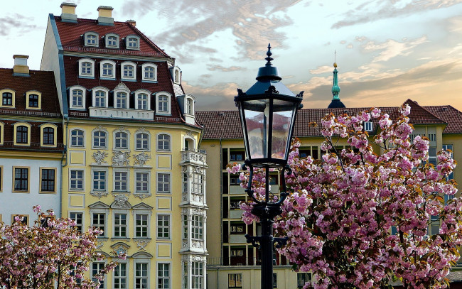 Обои картинки фото города, дрезден , германия, дерево, весна, цветущее, дома, фонарь