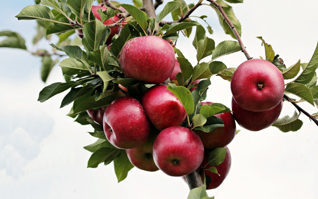 Обои картинки фото природа, плоды, дерево, Яблоки, осень