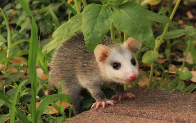Обои картинки фото opossum, животные, опоссумы, опоссум, опоссумовые, зверёк, мех, хвостик, мордочка, млекопитающие