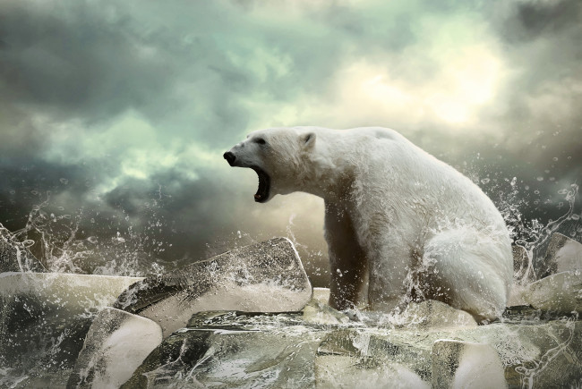 Обои картинки фото белый, животные, медведи, полярный, медведь, хищники, медвежьи, млекопитающие, снег, мороз, льды, шерсть, когти, пасть, клыки