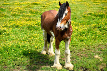 Картинка животные лошади лошадь луг трава цветы