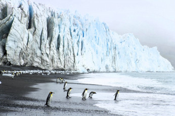 обоя животные, пингвины, берег, море, лед, скала, ледник