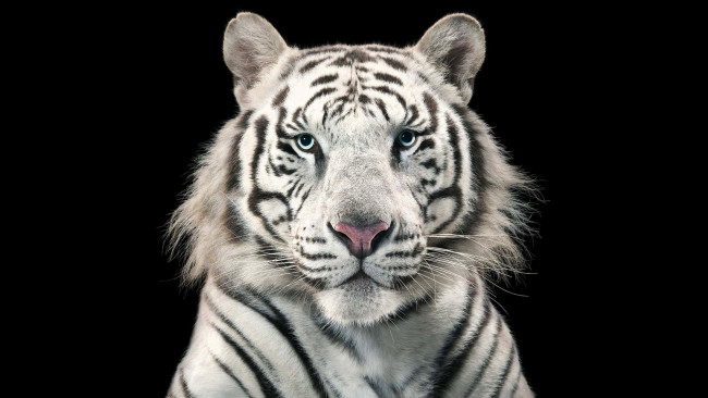 Обои картинки фото животные, тигры, тигр, белый