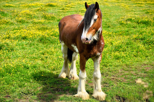 Обои картинки фото животные, лошади, лошадь, луг, трава, цветы